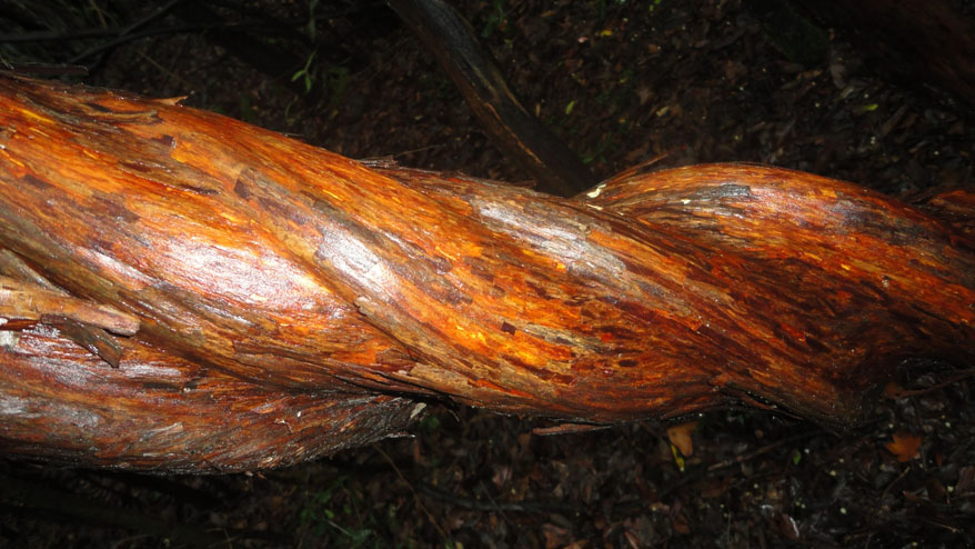 Arbutus unedo